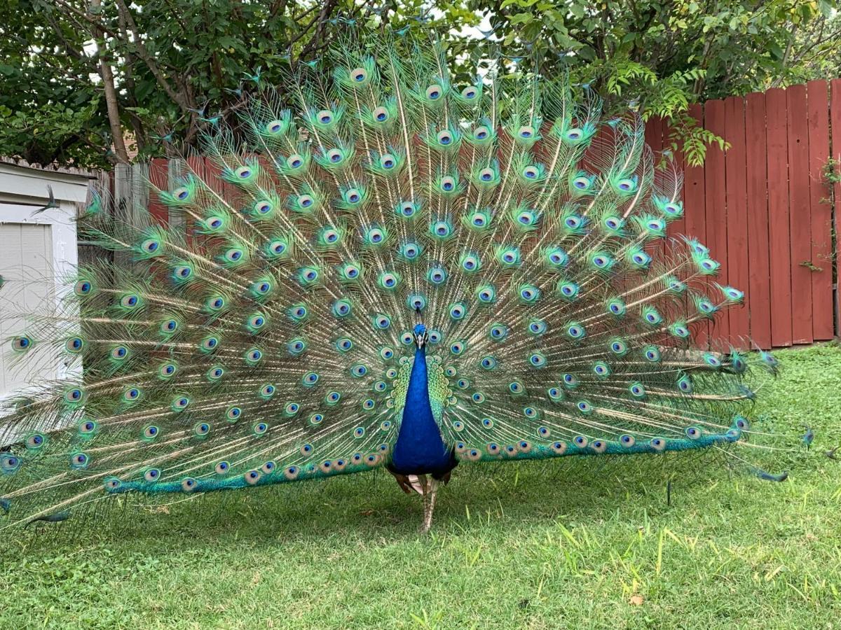 Villa The Peacock House San Antonio Exterior foto